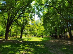cristina enea park